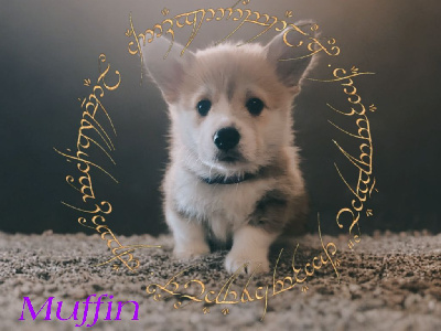 Les chiots de Welsh Corgi Pembroke