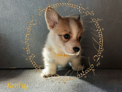 Les chiots de Welsh Corgi Pembroke
