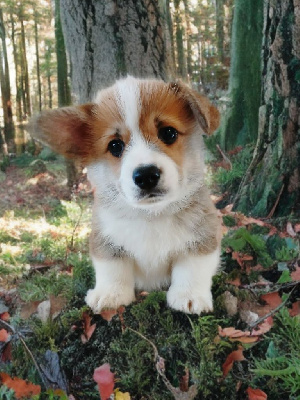 Les chiots de Welsh Corgi Pembroke