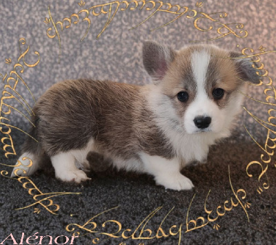 Les chiots de Welsh Corgi Pembroke
