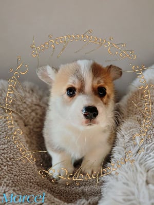 Les chiots de Welsh Corgi Pembroke