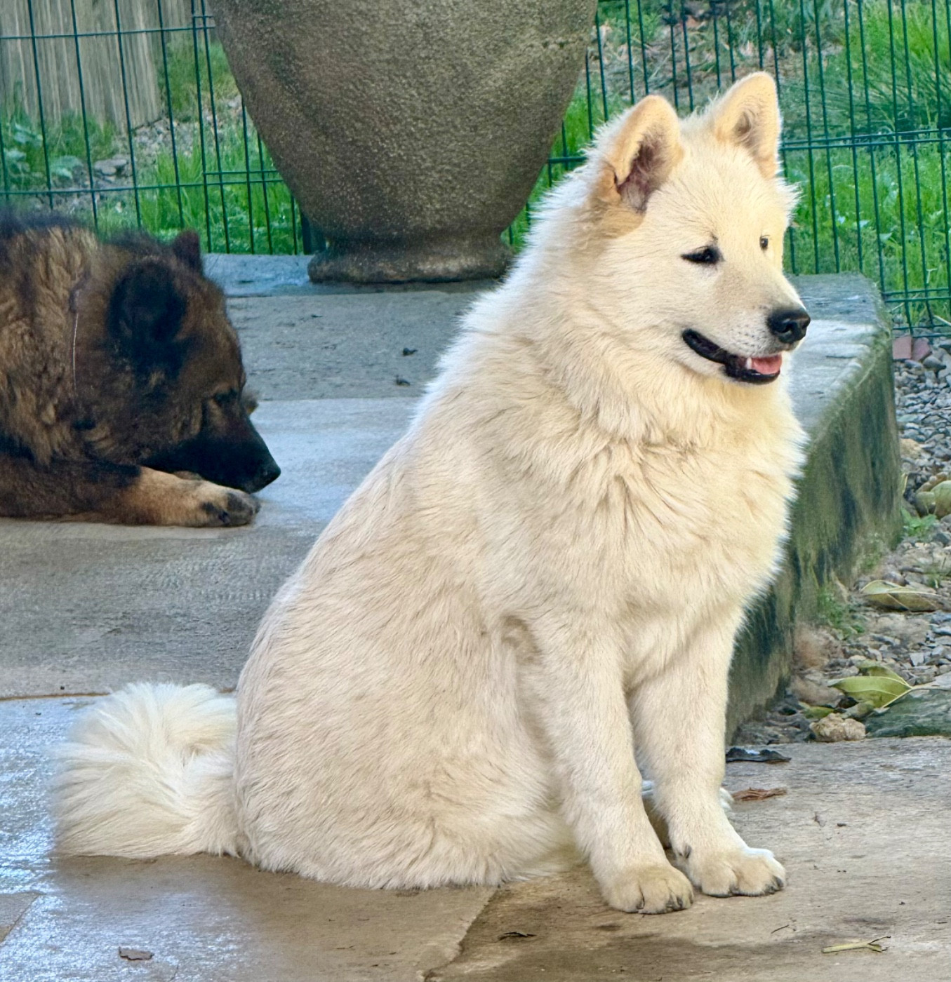 Eurasier - Des Loups Du Midour