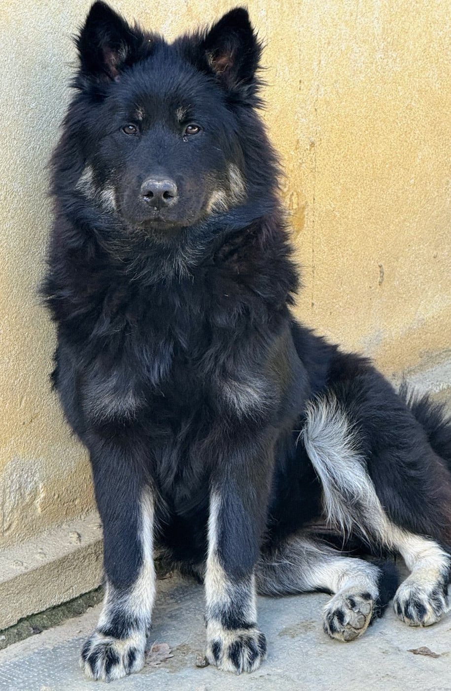 Eurasier - Des Loups Du Midour
