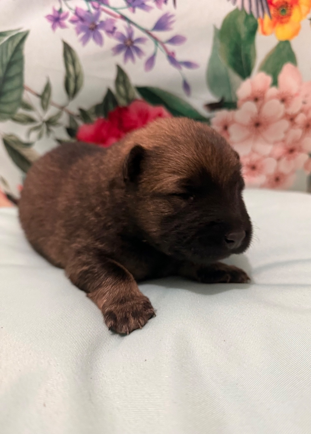 Miss Jaune - Eurasier