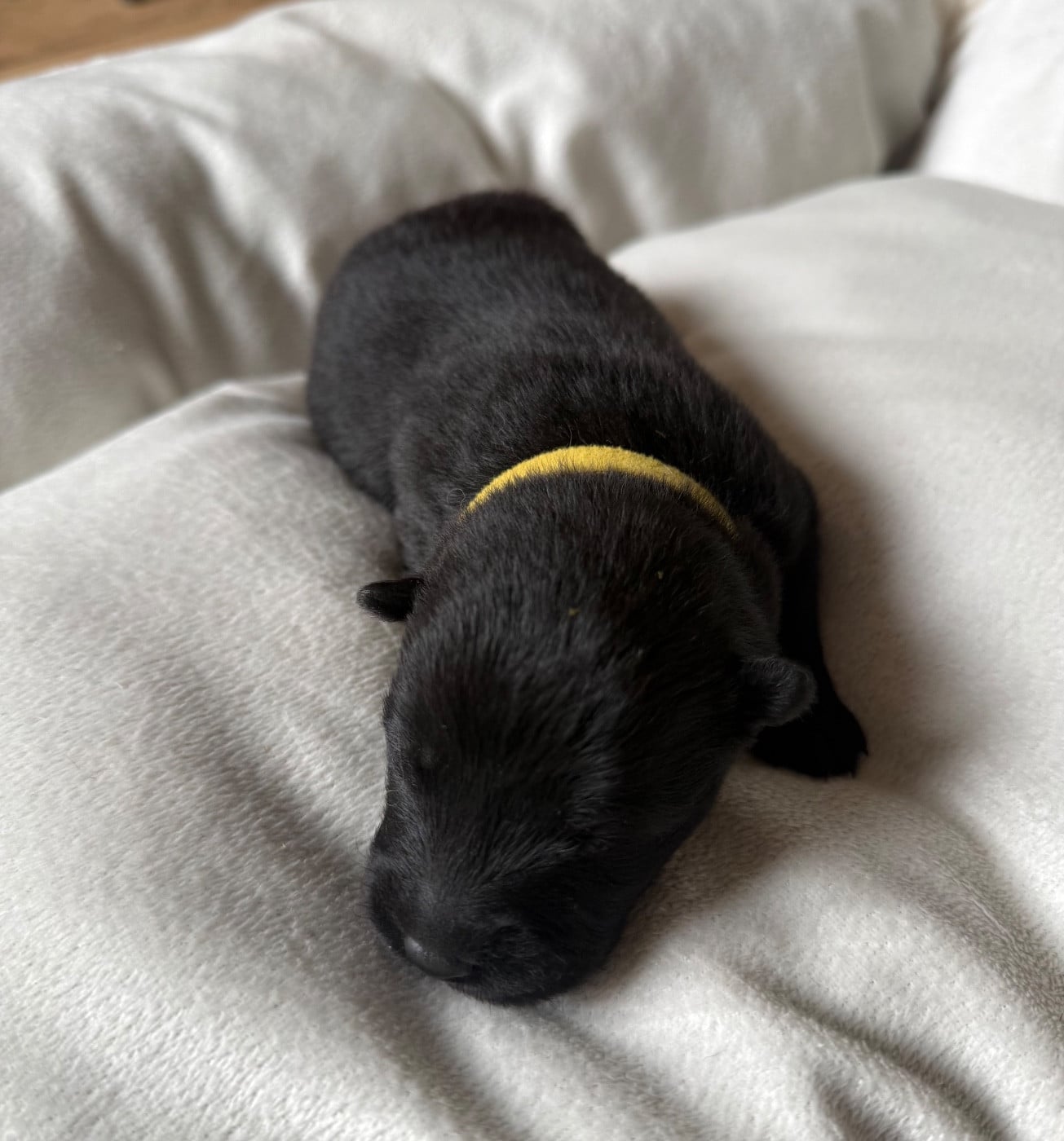 Miss collier Jaune - Eurasier