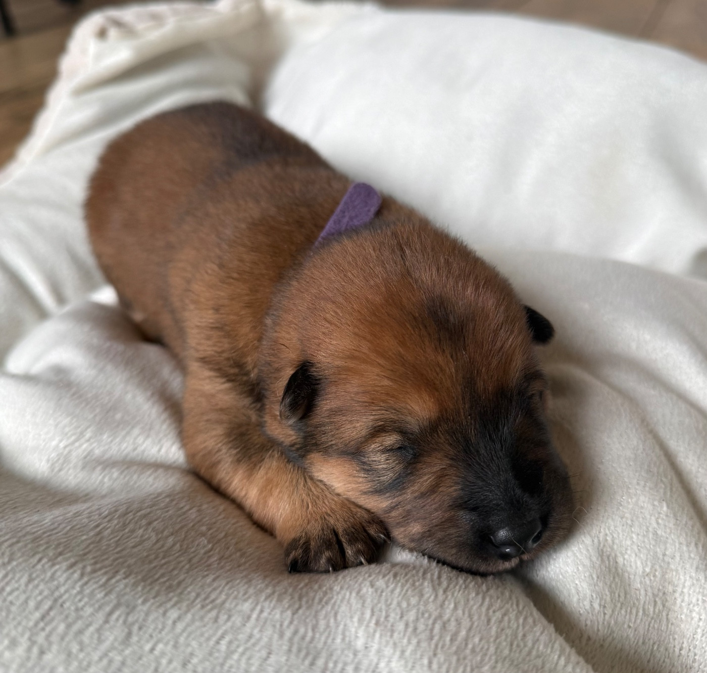 Miss collier Violet - Eurasier