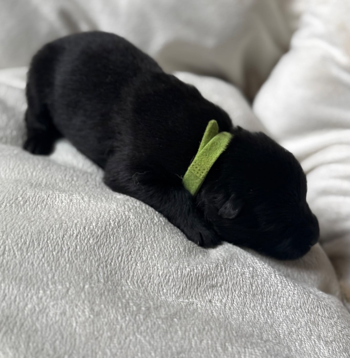 Mr collier Vert - Eurasier