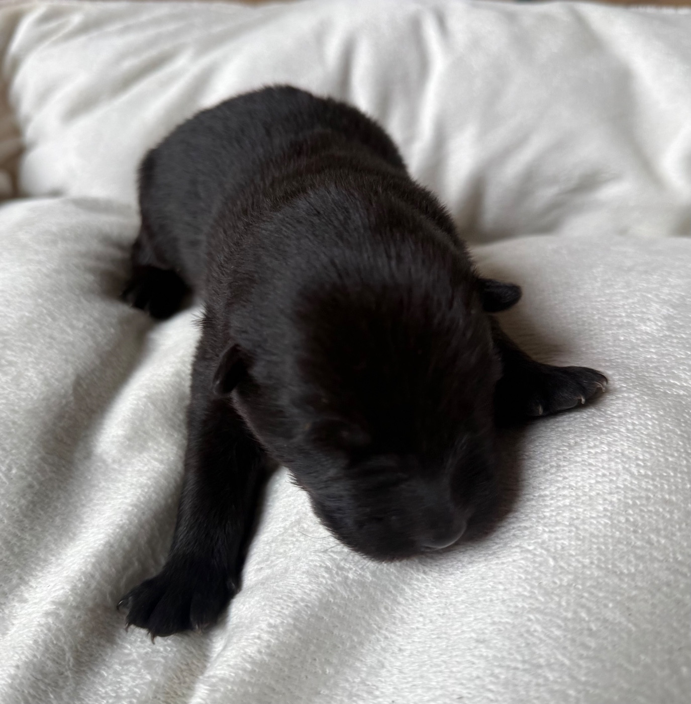 Mr sans collier - Eurasier