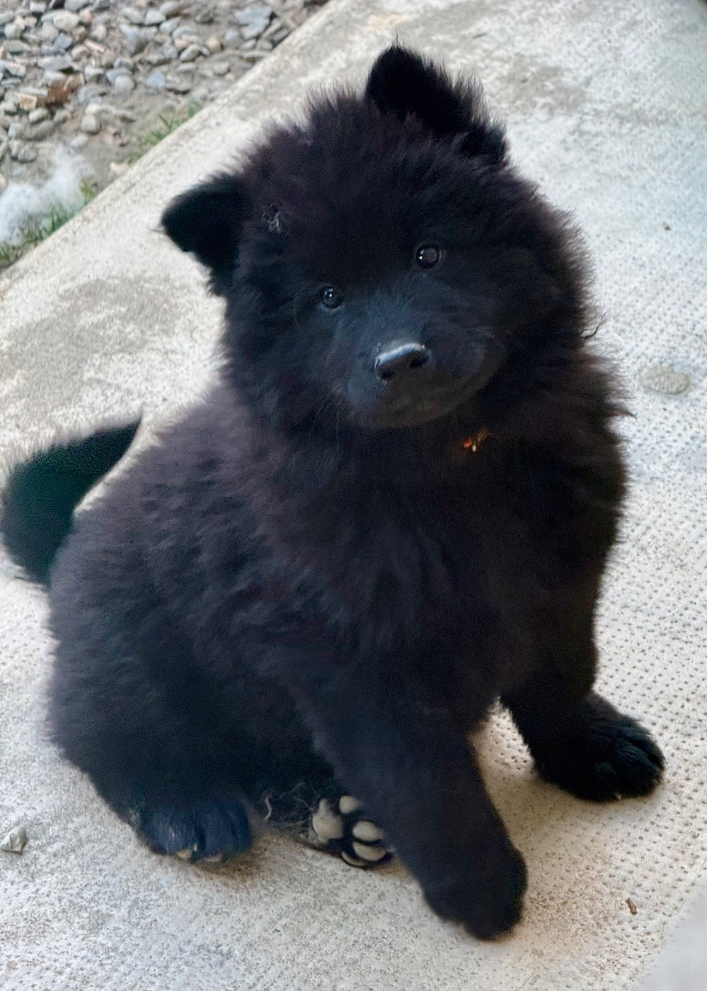 Mr collier Orange - Eurasier