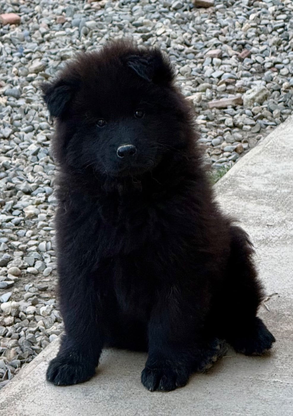Mr sans collier - Eurasier