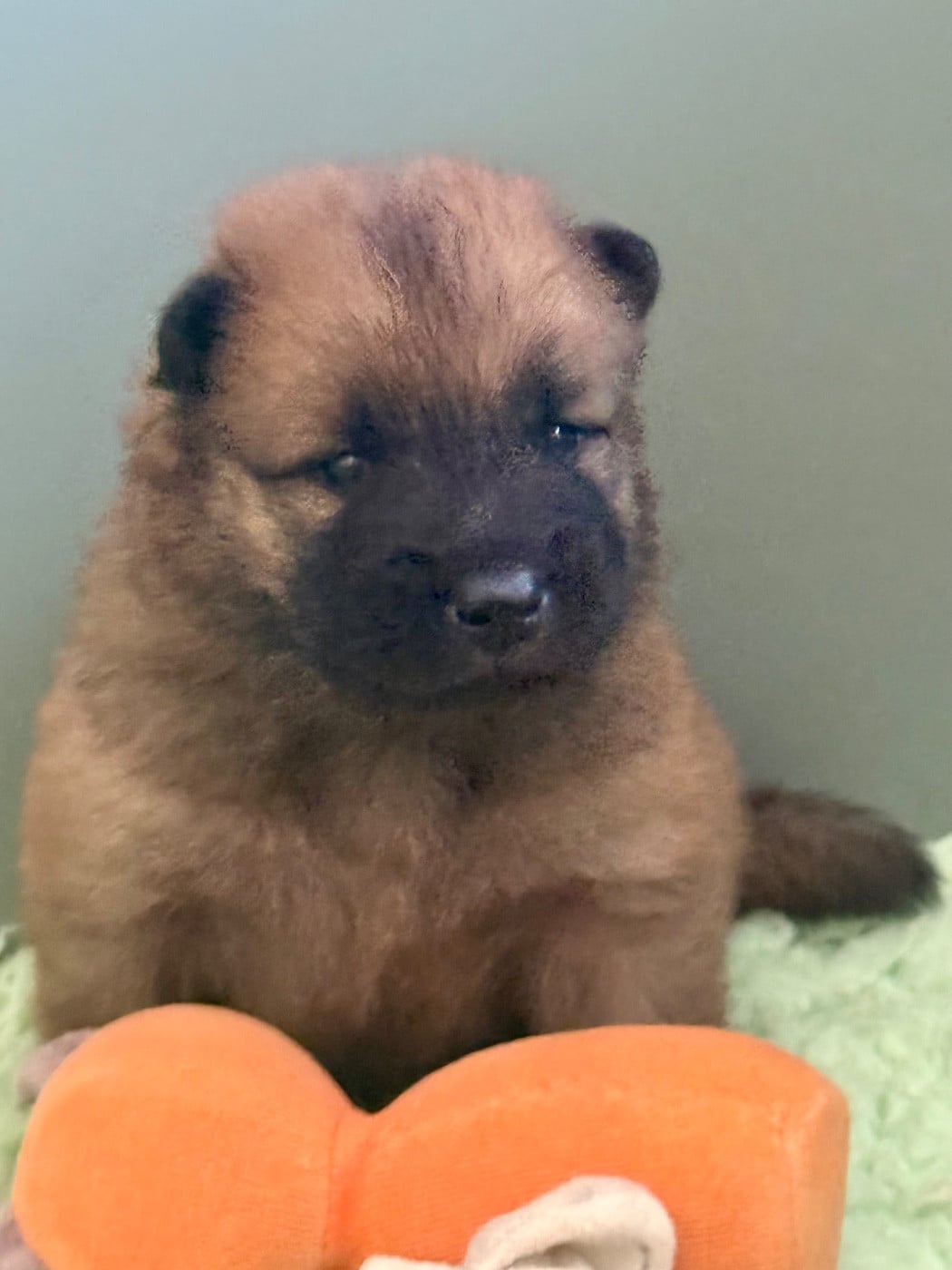 Eurasier - Des Loups Du Midour