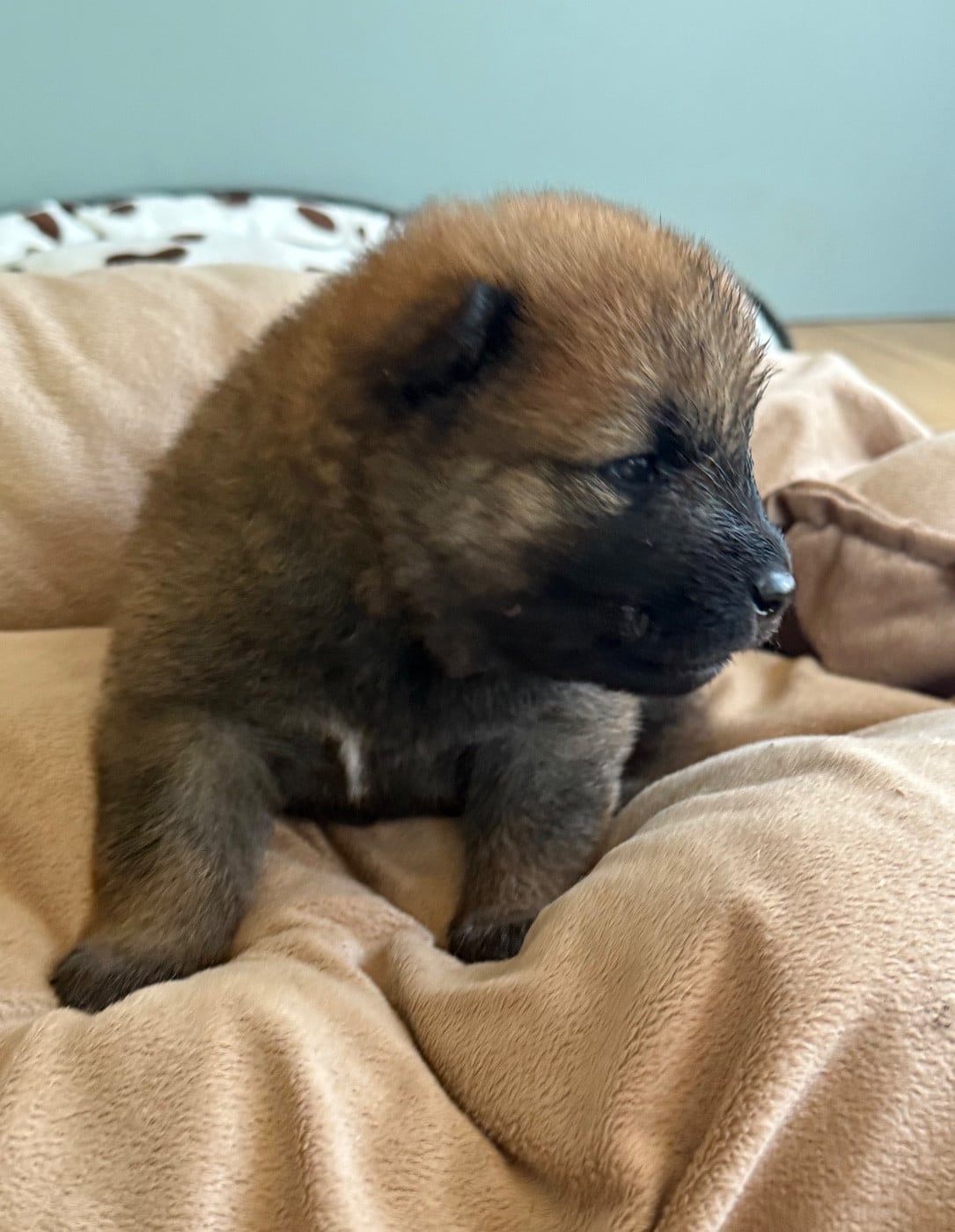 Eurasier - Des Loups Du Midour