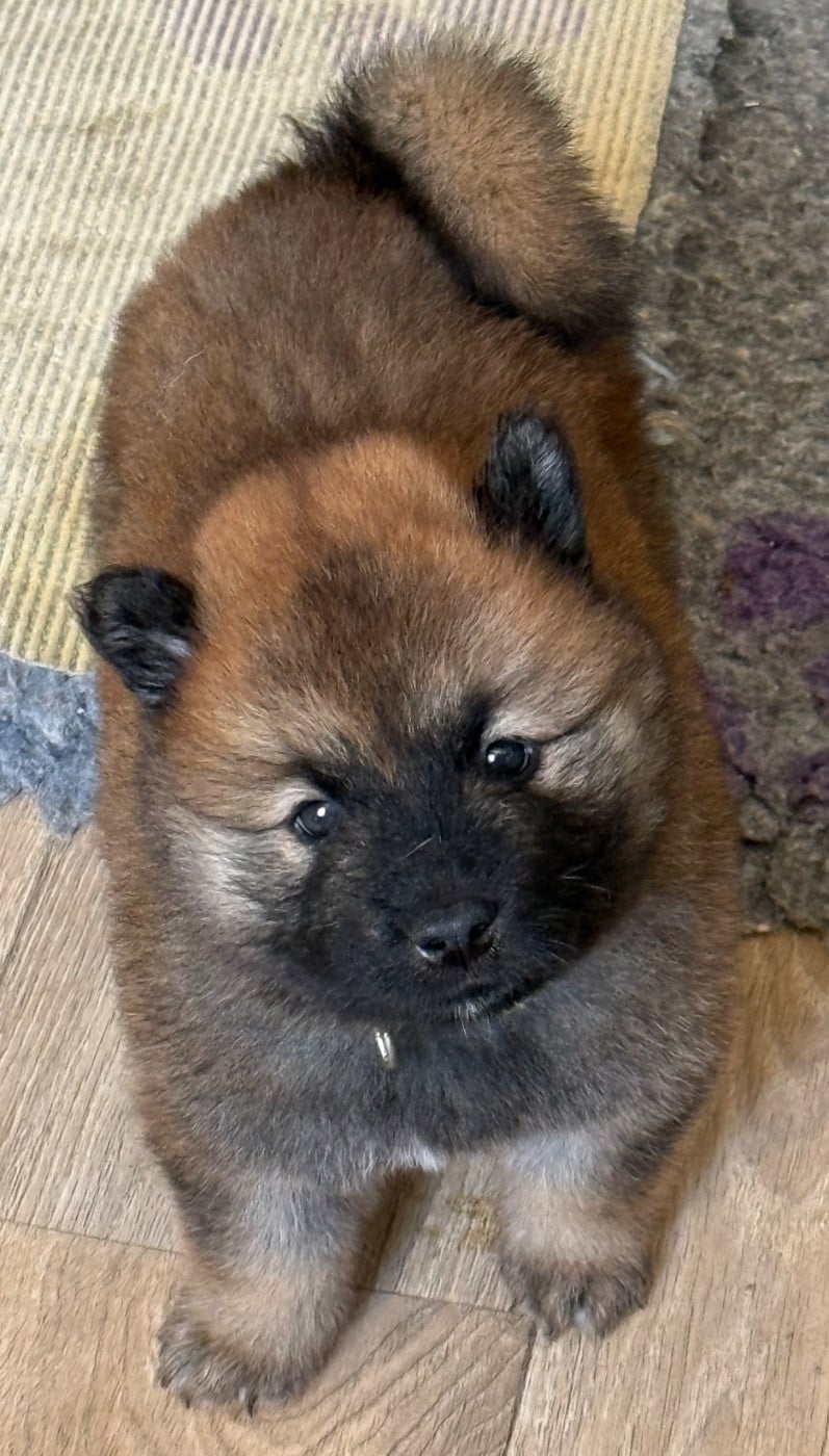 Eurasier - Des Loups Du Midour