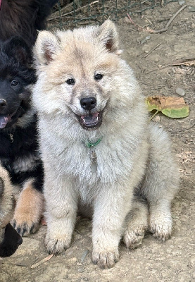 Les chiots de Eurasier