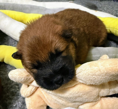 Les chiots de Eurasier