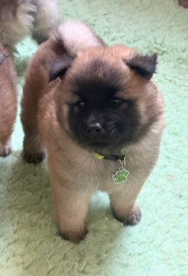 Les chiots de Eurasier