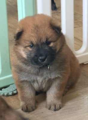 Les chiots de Eurasier