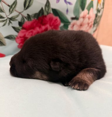 Les chiots de Eurasier