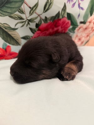 Les chiots de Eurasier