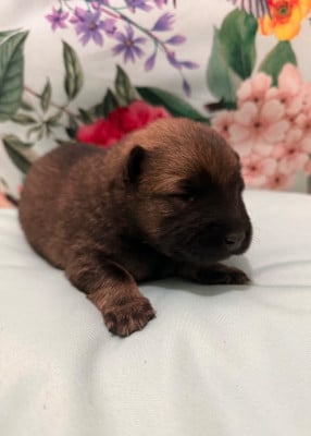 Les chiots de Eurasier