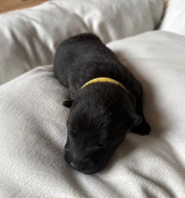 Les chiots de Eurasier