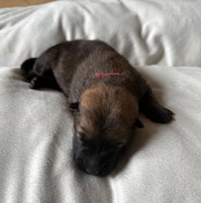 Les chiots de Eurasier