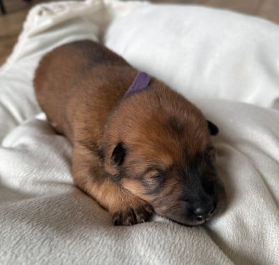 Les chiots de Eurasier