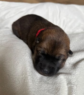 Les chiots de Eurasier