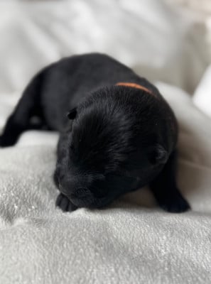 Les chiots de Eurasier