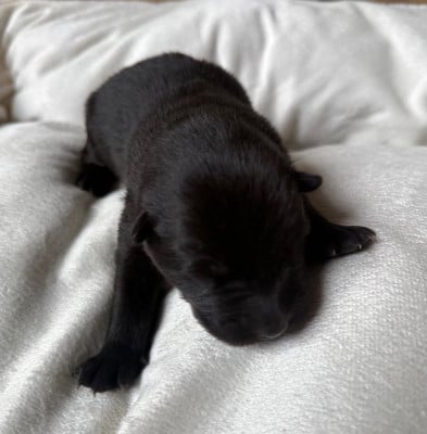 Les chiots de Eurasier