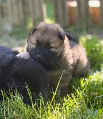 Les chiots de Eurasier