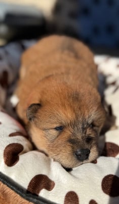 Les chiots de Eurasier