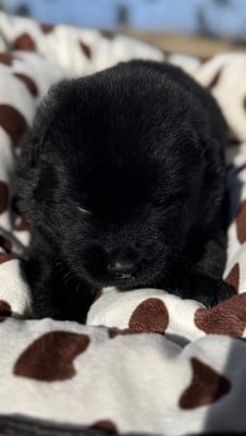 Les chiots de Eurasier