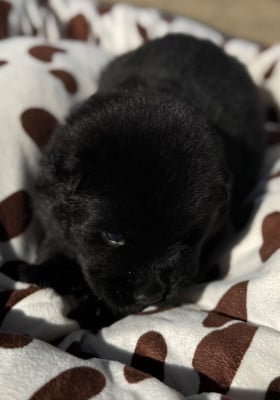 Les chiots de Eurasier