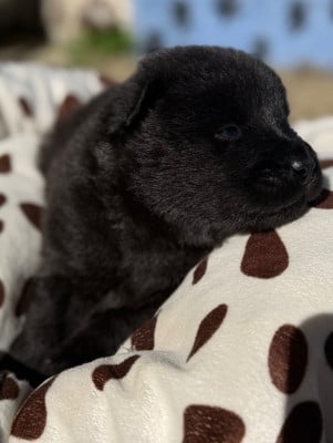 Les chiots de Eurasier
