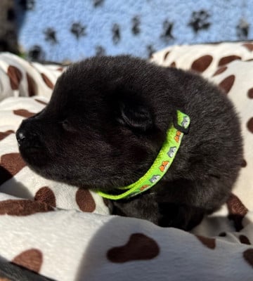 Les chiots de Eurasier