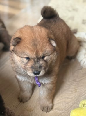 Les chiots de Eurasier