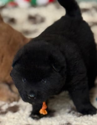 Les chiots de Eurasier