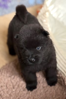 Les chiots de Eurasier