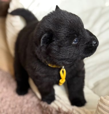 Les chiots de Eurasier