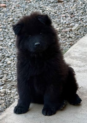 Les chiots de Eurasier