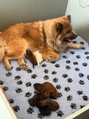Les chiots de Eurasier