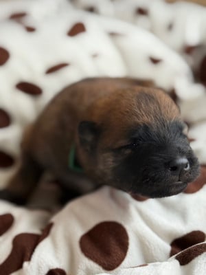 Les chiots de Eurasier