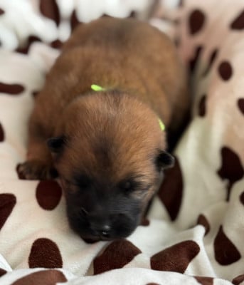 Les chiots de Eurasier