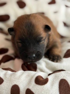 Les chiots de Eurasier