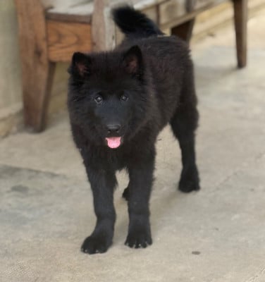 Les chiots de Eurasier