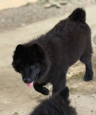 Les chiots de Eurasier