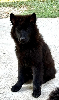 Les chiots de Eurasier