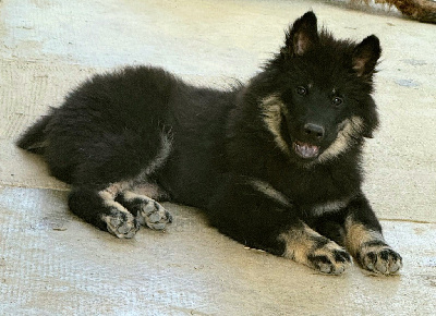 Les chiots de Eurasier