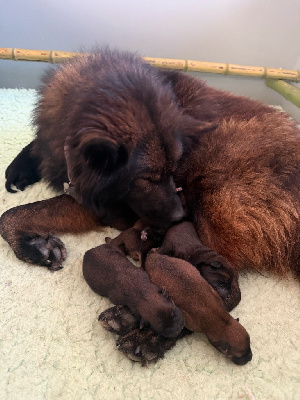 Les chiots de Eurasier